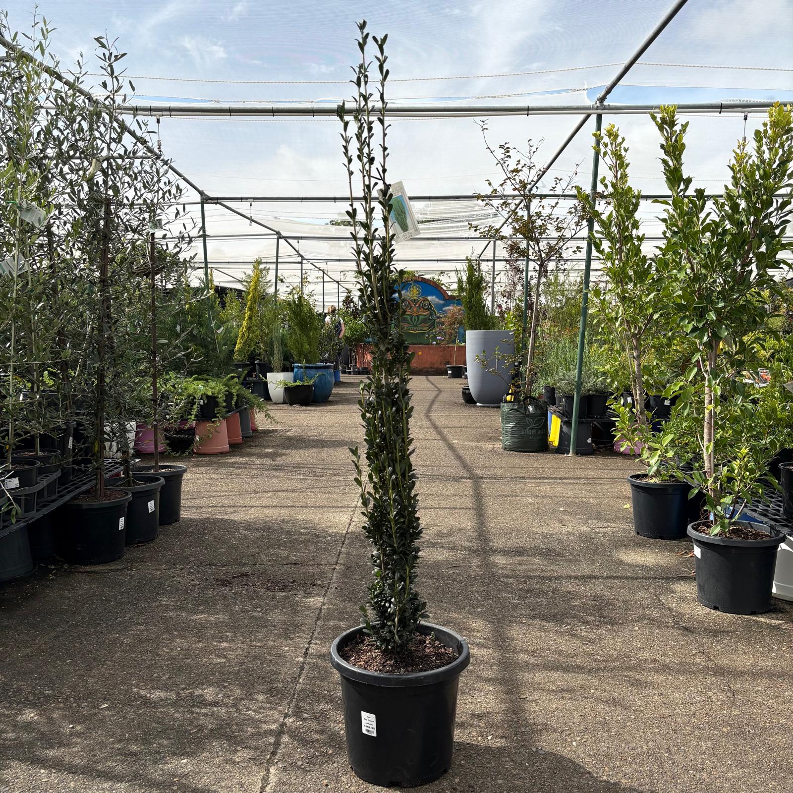 Tall Ilex Sky Pencil shrub from The Nurso, showing slender, upright branches with dark green foliage.