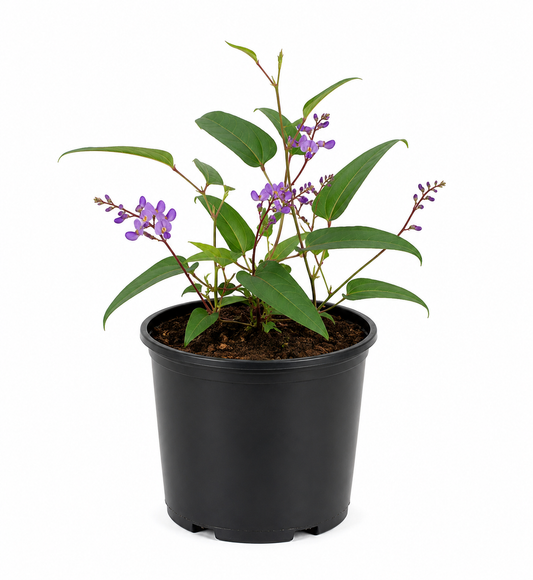Hardenbergia ‘Bliss Bywong’ (Native Wisteria)
