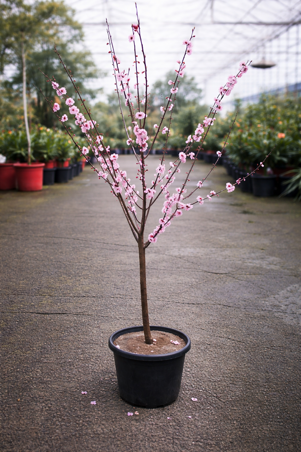 Prunus ‘Double Pink’ flowering cherry tree by The Nurso with vibrant pink blossoms and lush green foliage in spring.