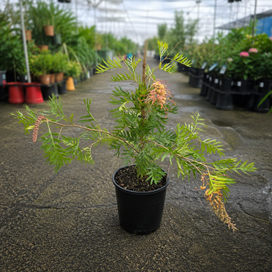 Grevillea 'Superb' (Superb Grevillea)