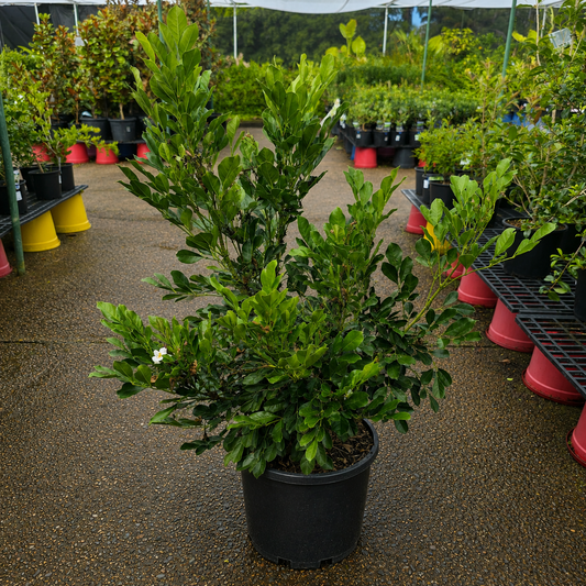 Fragrant Radermachera Summer Scent plant by The Nurso with lush green leaves and vibrant growth in a garden setting.