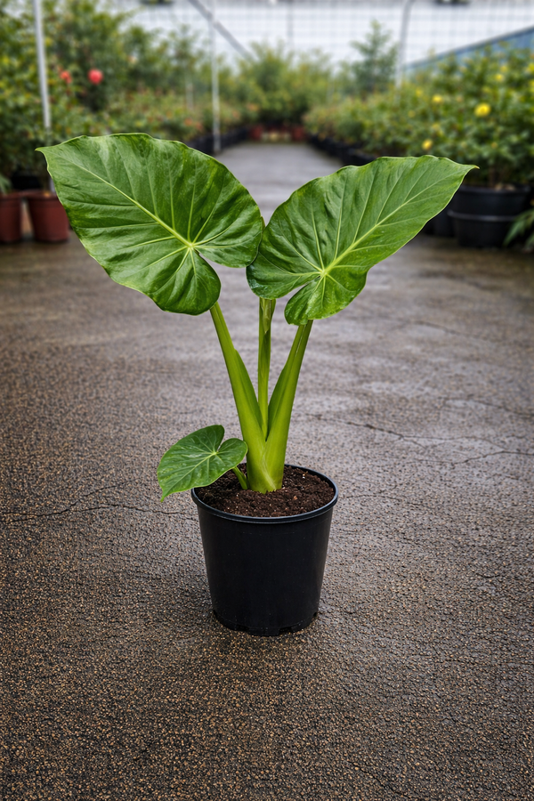Large Alocasia macrorrhizos Giant Elephant Ear plant by The Nurso with broad, lush green leaves.