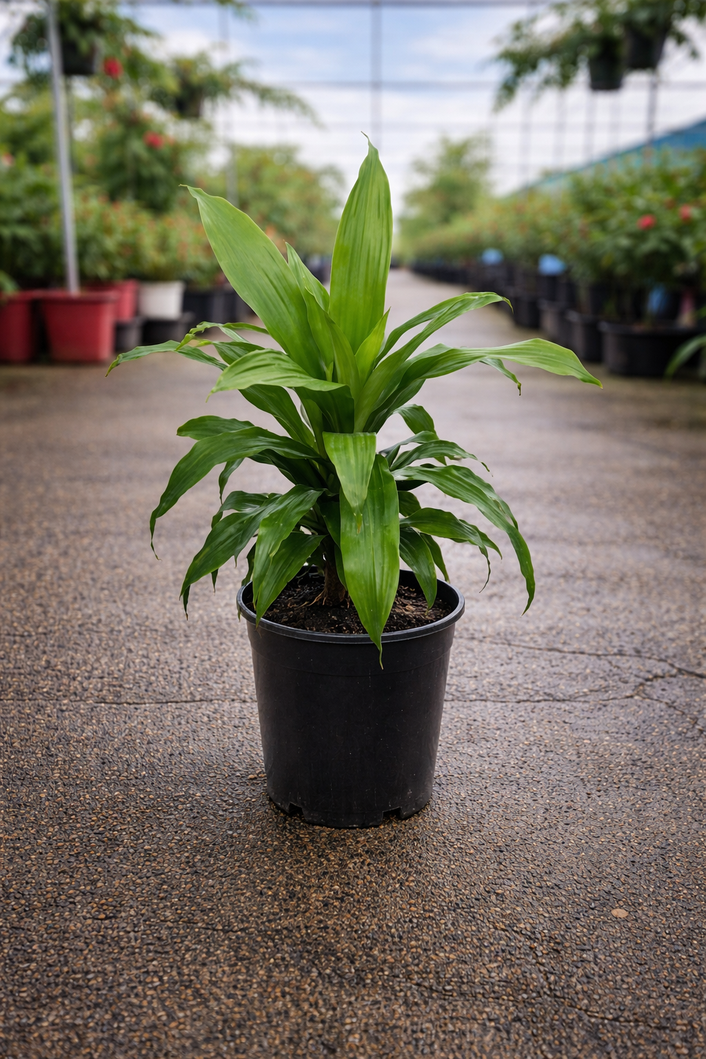 Healthy Dracaena fragrans ‘Janet Craig’ houseplant with lush green, glossy leaves in a decorative pot, by The Nurso.