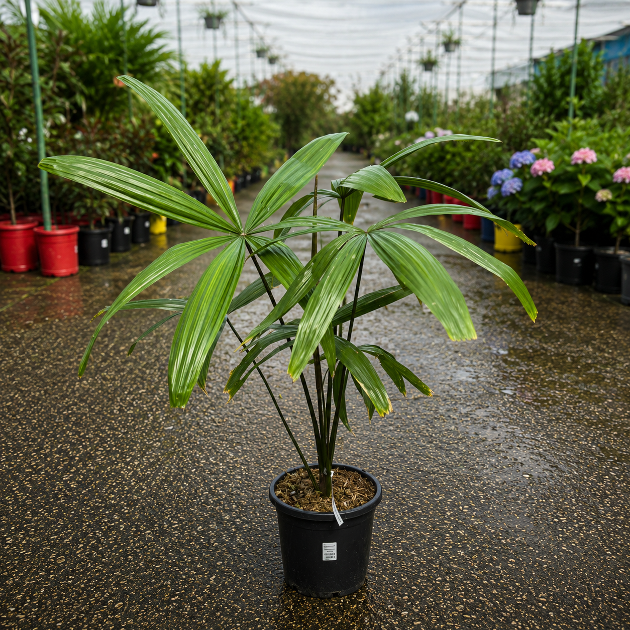 Malayan Fan Palm Borassodendron machadonis by The Nurso, showcasing large, lush green fan-shaped fronds.