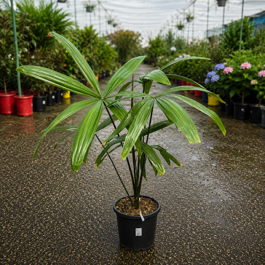 Malayan Fan Palm Borassodendron machadonis by The Nurso, showcasing large, lush green fan-shaped fronds.