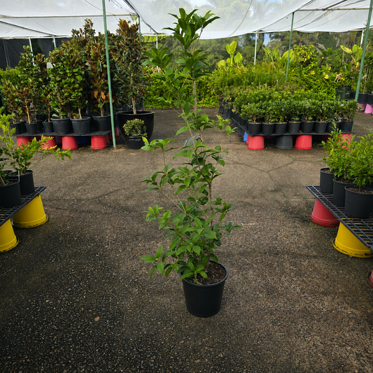 Fresh Osmanthus fragrans flower from The Nurso, showcasing delicate white blossoms and vibrant green leaves.