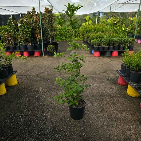 Fresh Osmanthus fragrans flower from The Nurso, showcasing delicate white blossoms and vibrant green leaves.