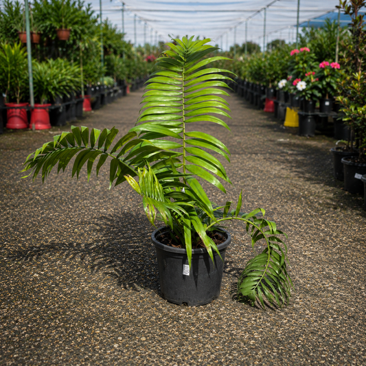 Dypsis ampasindavae Ampasindava Palm from The Nurso, showing lush green fronds and slender trunk in natural outdoor setting.