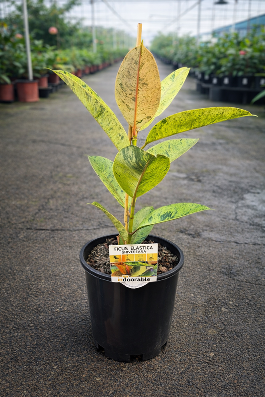 Variegated Ficus elastica ‘Shivereana’ rubber plant by The Nurso with large green and cream variegated leaves.