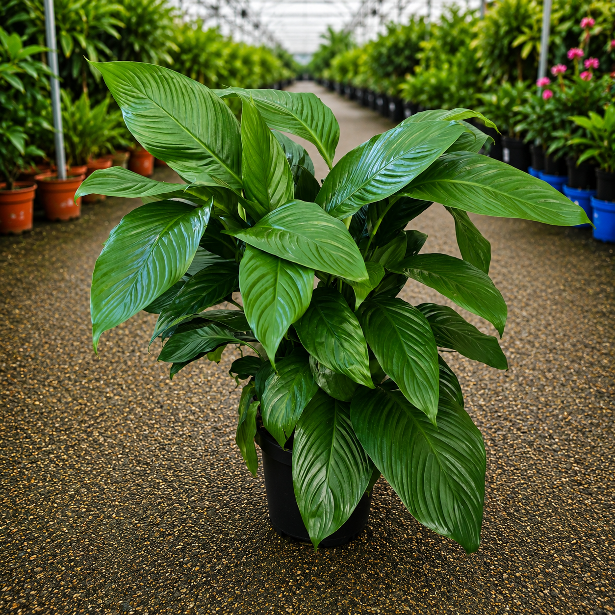 Spathiphyllum 'Stephanie' (Stephanie Peace Lily)
