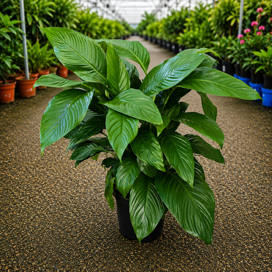 Spathiphyllum 'Stephanie' (Stephanie Peace Lily)