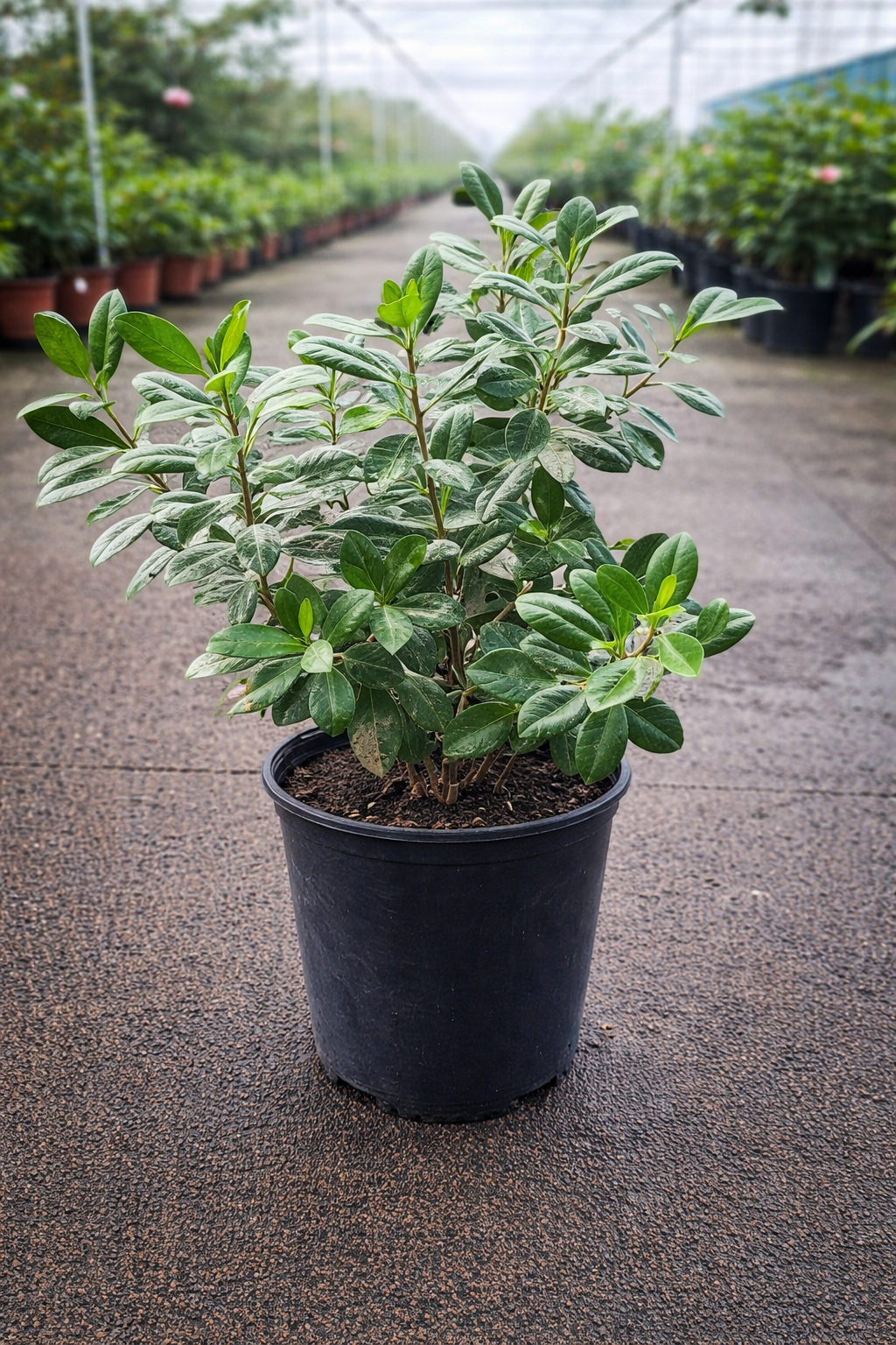 Ficus microcarpa ‘Green Island’ indoor fig tree from The Nurso with lush green foliage and a sturdy, decorative pot.