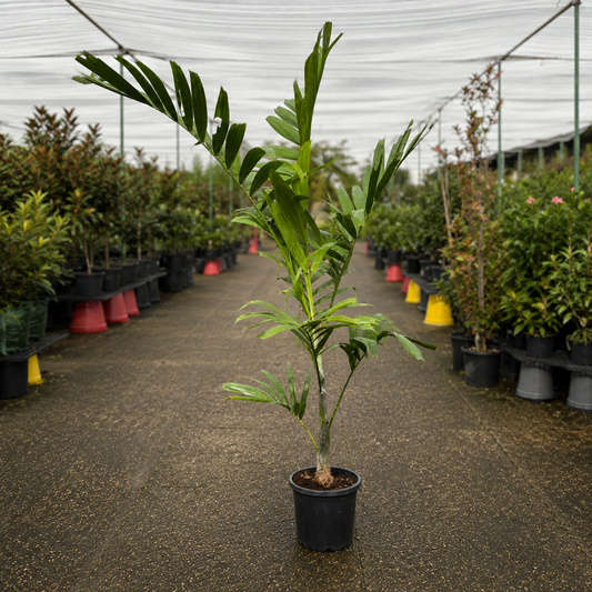 Ptychosperma elegans Solitaire Palm from The Nurso with lush green fronds and slender trunk, indoor potted plant in decorative container.
