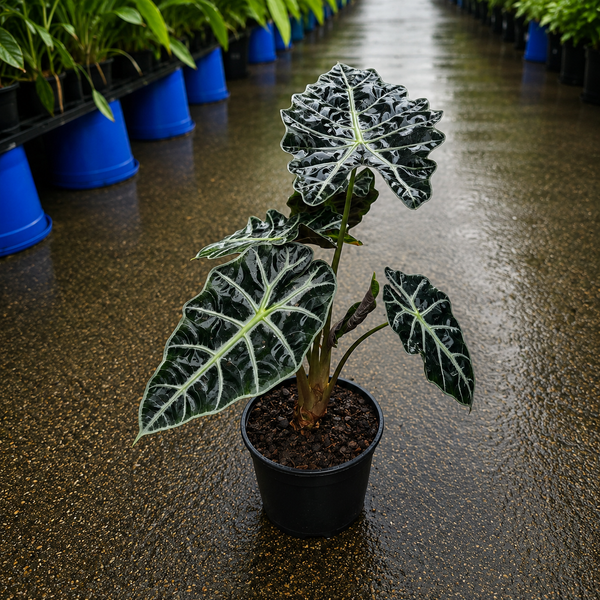 Alocasia ‘Polly’ (African Mask Plant)