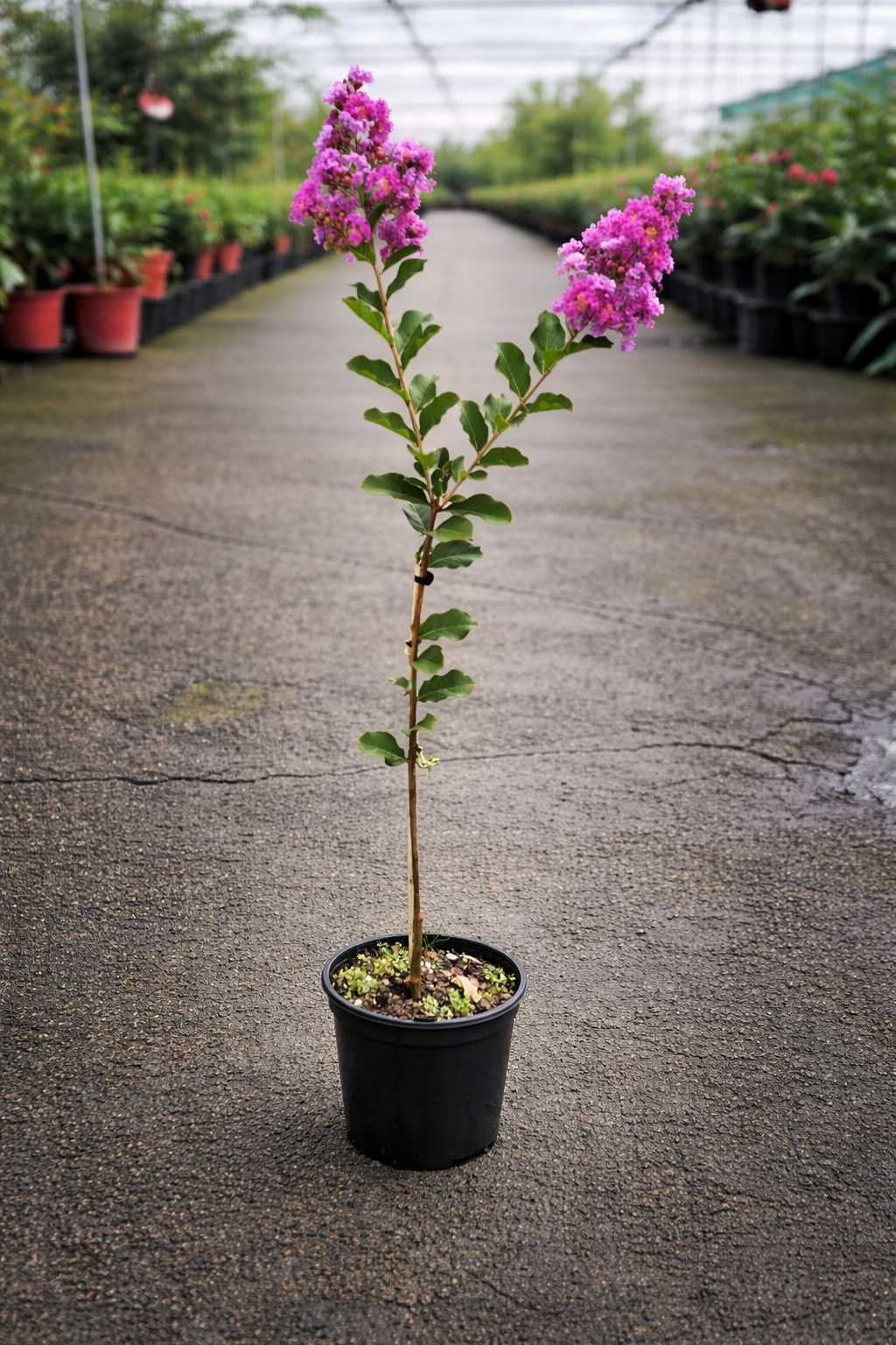 Lagerstroemia ‘Zuni’ Crepe Myrtle tree by The Nurso with vibrant pink blossoms and slender, reddish-brown bark.