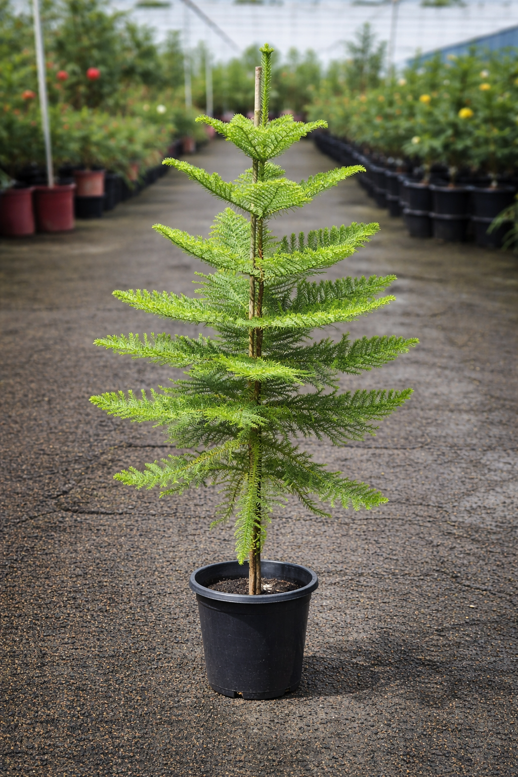 Healthy Araucaria heterophylla Norfolk Island Pine from The Nurso, showing lush green foliage and symmetrical branching.