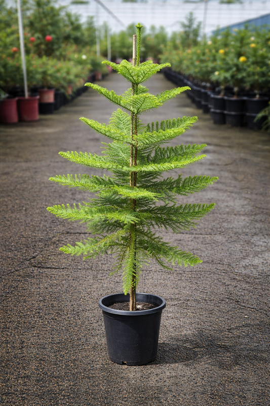 Healthy Araucaria heterophylla Norfolk Island Pine from The Nurso, showing lush green foliage and symmetrical branching.