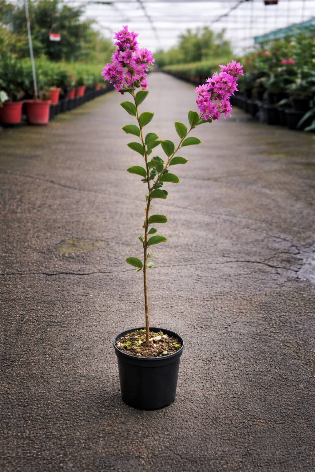 Lagerstroemia ‘Tonto’ crepe myrtle from The Nurso with vibrant pink flowers and smooth gray bark, showcasing its ornamental beauty.