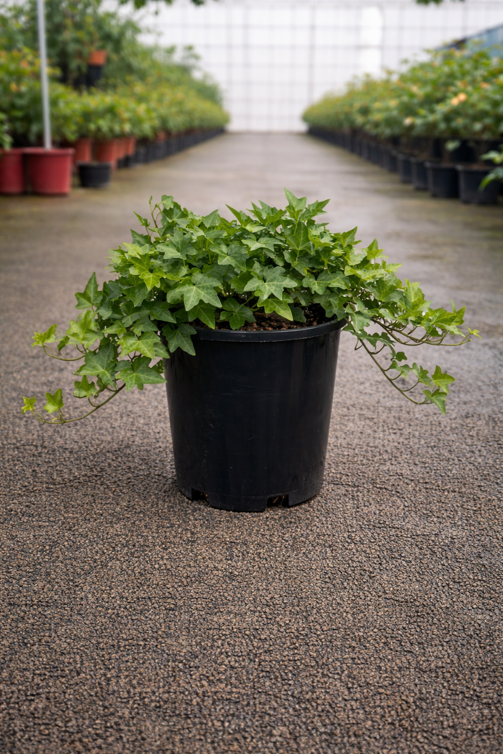 Lush Hedera Ivy plant from The Nurso with vibrant green, heart-shaped leaves, perfect for indoor or outdoor decoration.