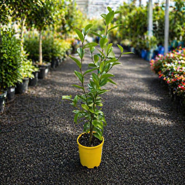 Michelia ‘Coco’ Magnolia tree by The Nurso, showcasing lush green leaves and elegant flower buds.