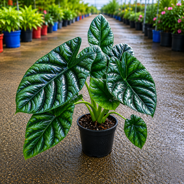 Alocasia sinuata (Quilted Dreams Alocasia)