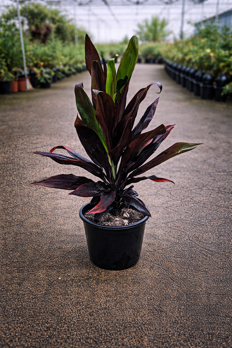 Dark foliage Cordyline ‘Negra’ from The Nurso, showcasing vibrant, deep purple leaves on a healthy, lush plant.