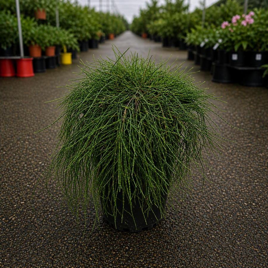Lush green foliage of Casuarina glauca ‘Cousin It’ from The Nurso, showcasing dense, fine-textured branches in a garden setting.