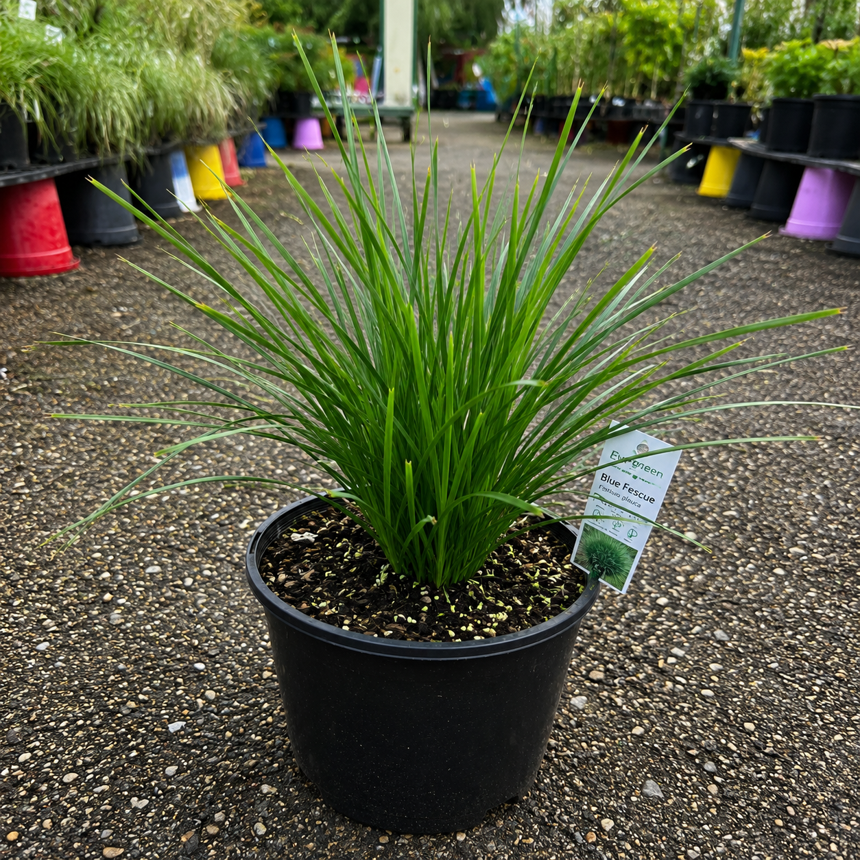 Lomandra Lime Tuff plant from The Nurso, showing lush green foliage with narrow, grass-like leaves.