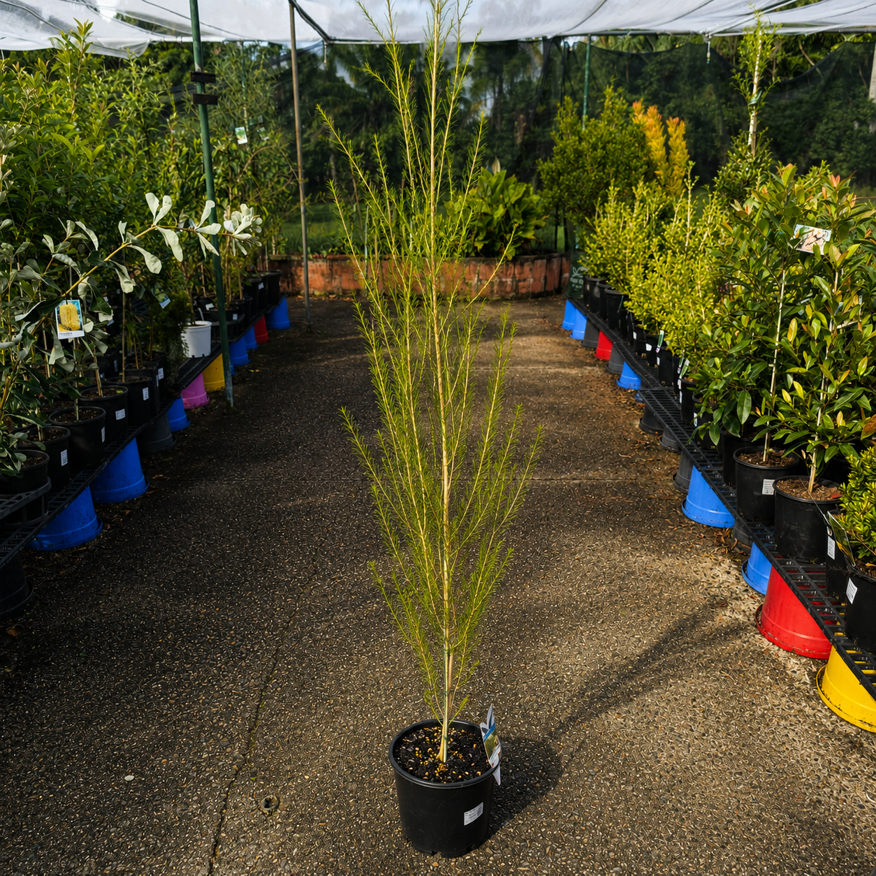 Melaleuca ‘Space Saver’ (Compact Paperbark)
