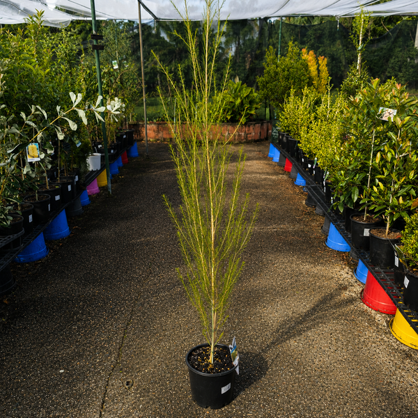 Melaleuca ‘Space Saver’ (Compact Paperbark)