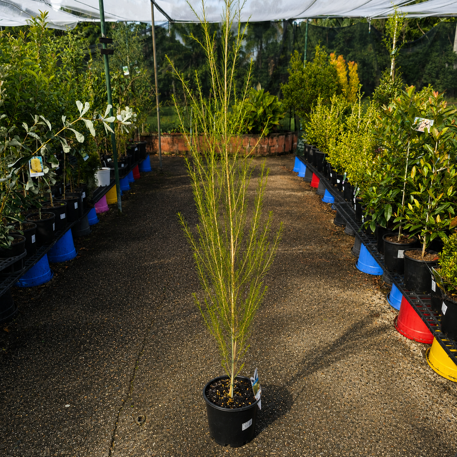 Melaleuca ‘Space Saver’ (Compact Paperbark)
