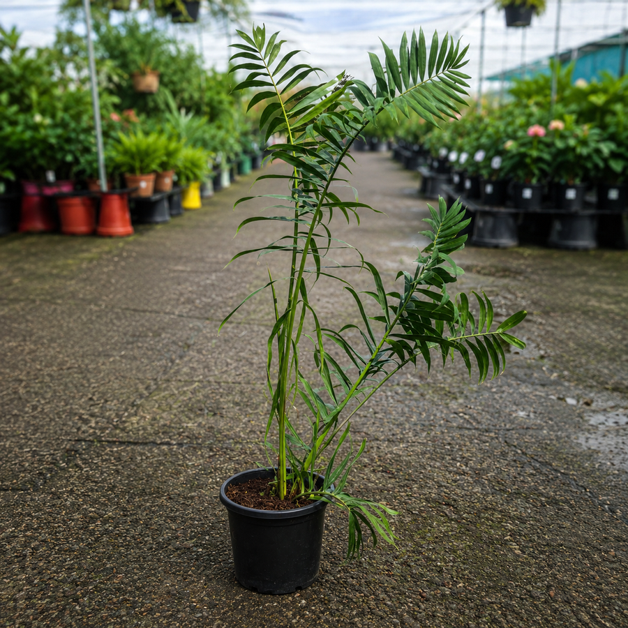 Dypsis prestoniana Preston Palm by The Nurso showing lush green fronds and slender trunk in a garden setting.