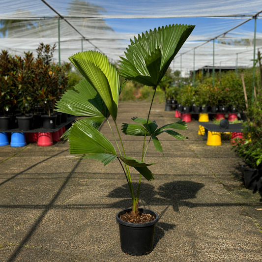 Licuala elegans Elegant Fan Palm from The Nurso showing lush, fan-shaped green fronds with slender stems.