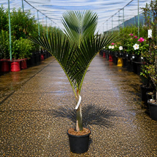 Hyophorbe verschaffeltii Spindle Palm in a decorative pot with lush green fronds and a slender trunk, healthy and vibrant.