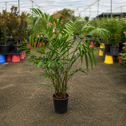 Dypsis cabadae Blue Cane Palm from The Nurso showing lush green fronds and slender trunk on a white background.