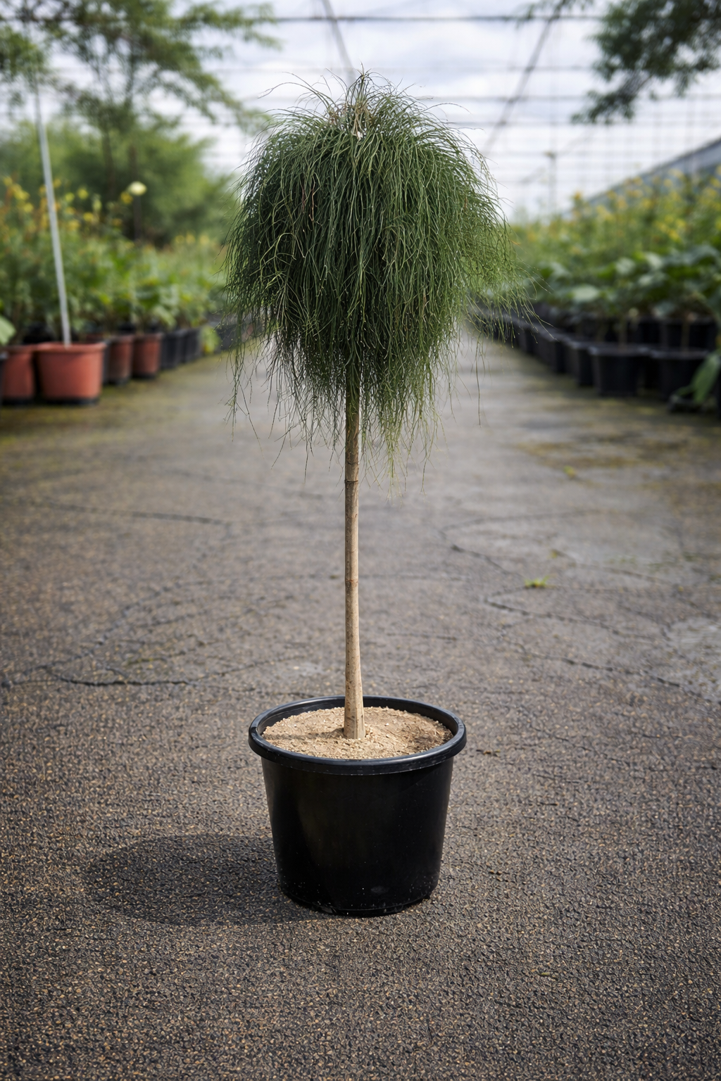Casuarina Cousin It Standard from The Nurso featuring a plush, furry cover with a whimsical, hair-like texture.