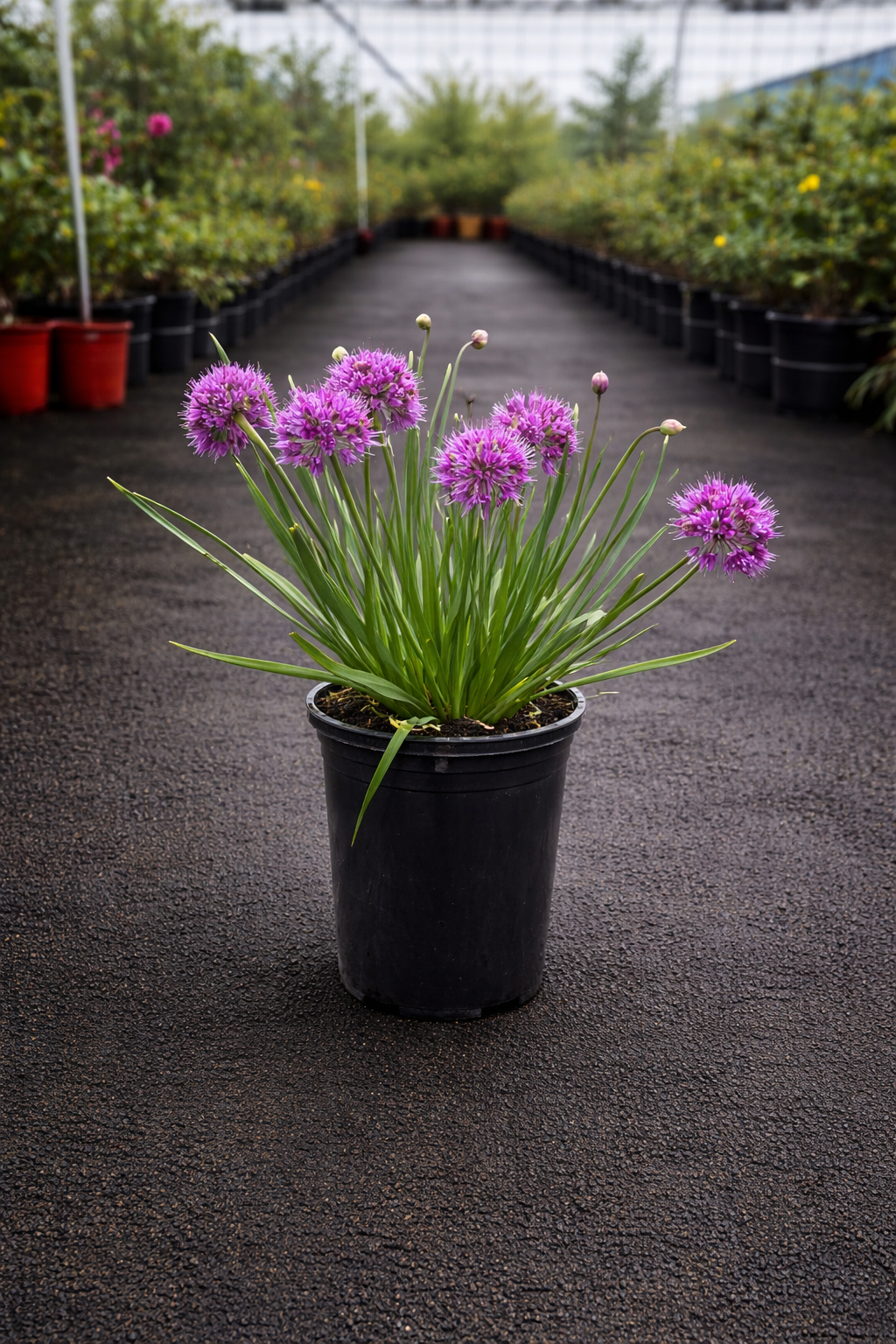 Allium ‘Luna’ ornamental onion from The Nurso with spherical purple flower clusters and green grassy foliage.