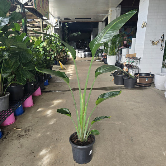 Large Strelitzia nicolai (Giant Bird of Paradise) plant with lush green leaves, showcased in a natural indoor setting.