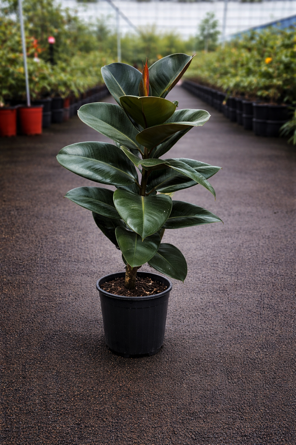 Healthy Ficus Robusta plant by The Nurso with lush green leaves in a pot, ideal for indoor decoration.