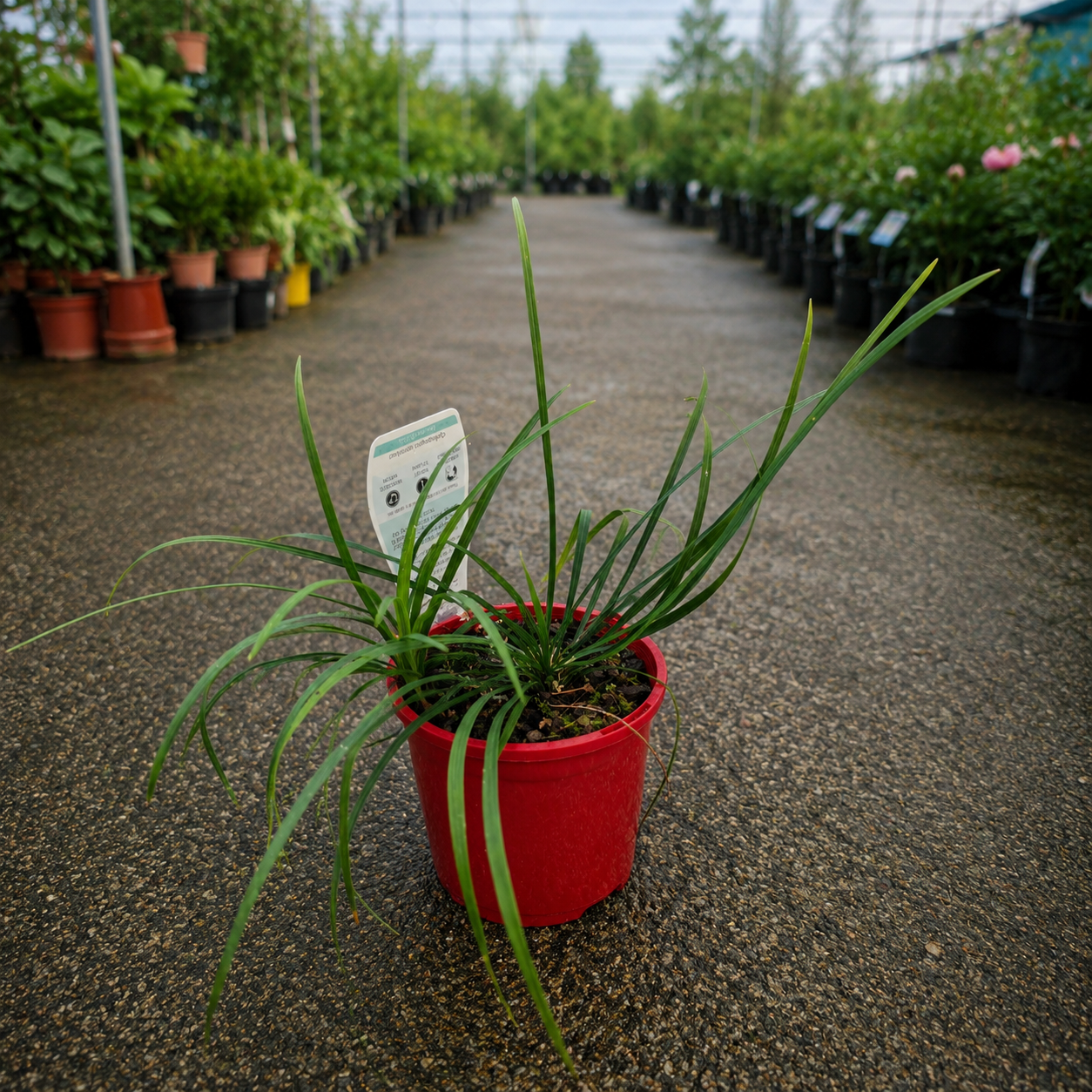 Ophiopogon Mondo Grass from The Nurso, close-up of lush green, slender grass-like foliage in a garden setting.