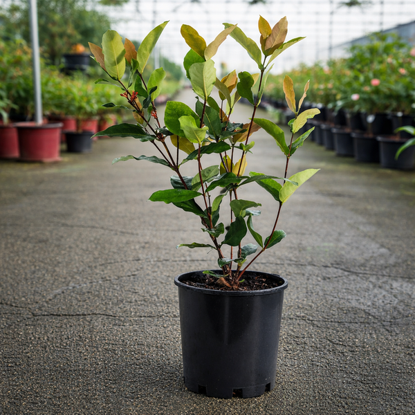 Bright orange Ixora Prince flower from The Nurso, showcasing cluster of small, vibrant blooms with green foliage.