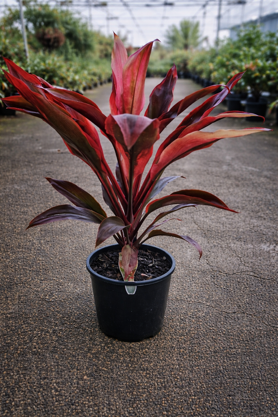 Bright orange and green Cordyline ‘Tangelo’ tropical plant from The Nurso, featuring colorful, elongated leaves in a lush setting.