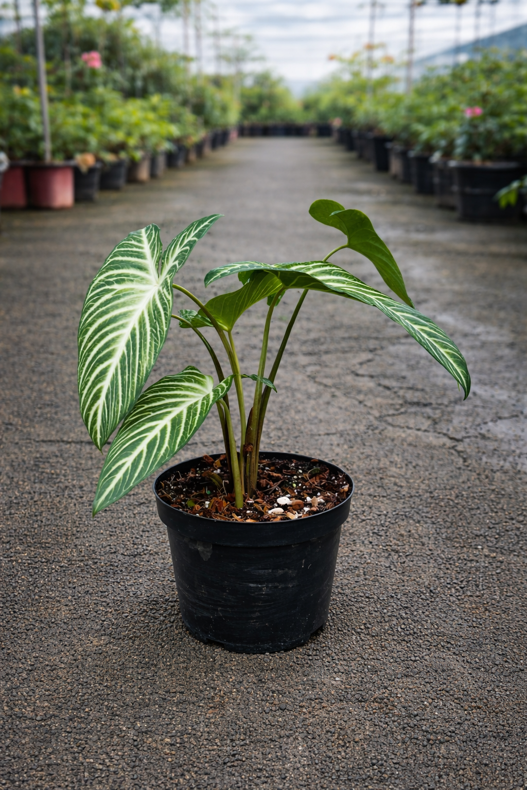 Caladium lindenii (Angel Wings) plant with large, lush green and white variegated leaves, displayed in a pot by The Nurso.