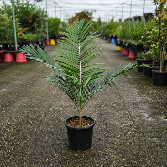 Allagoptera caudescens Buri Palm from The Nurso showing lush green fronds and slender trunk in a garden setting