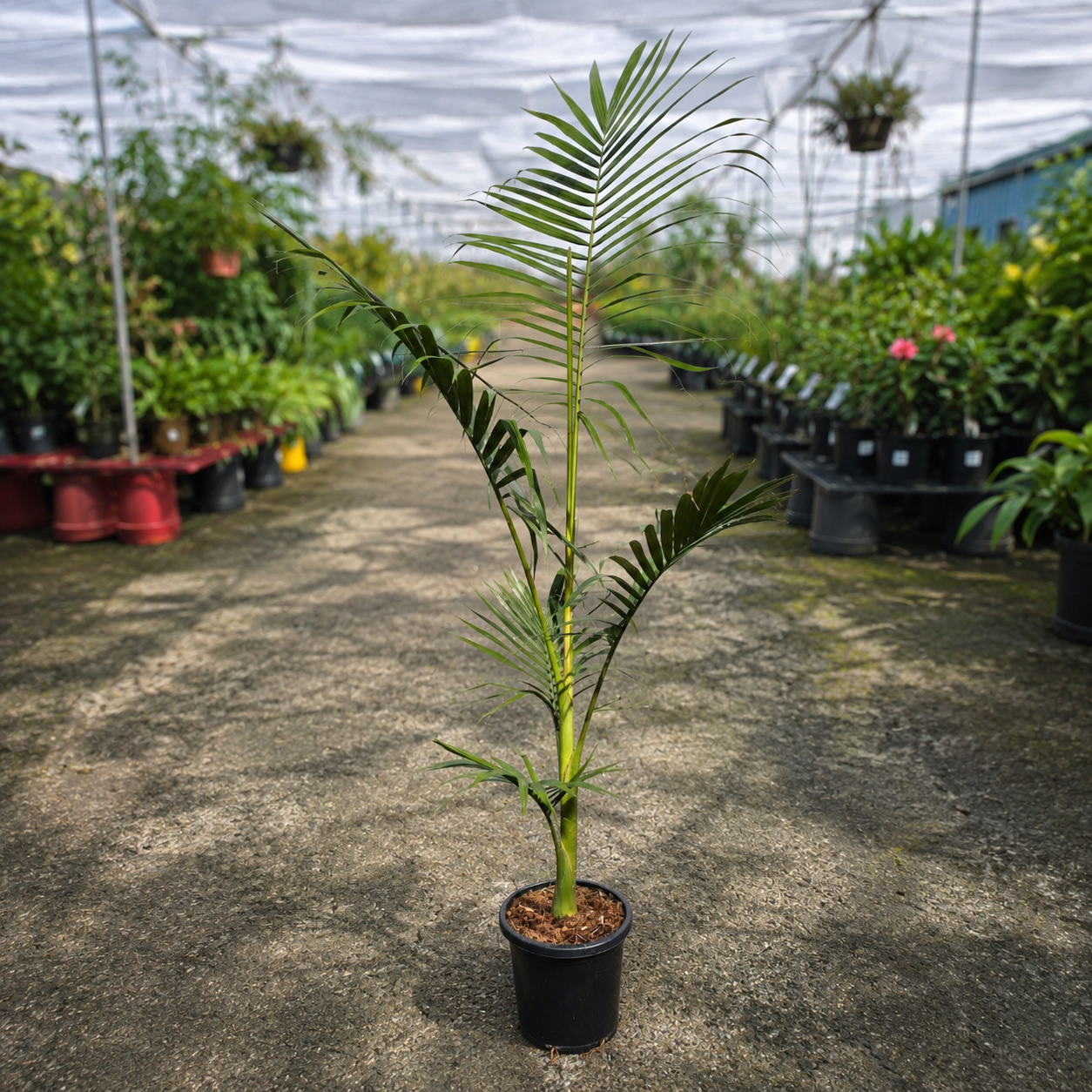 Lush Archontophoenix alexandrae (Alexander Palm) with green fronds and textured trunk, in a decorative pot from The Nurso.
