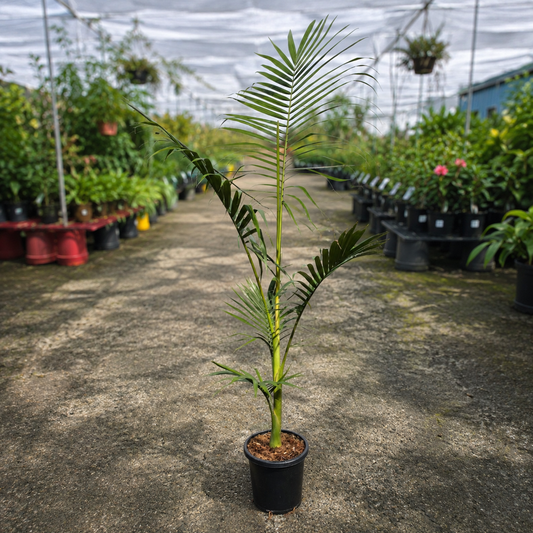 Lush Archontophoenix alexandrae (Alexander Palm) with green fronds and textured trunk, in a decorative pot from The Nurso.