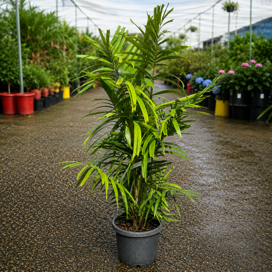 Ptychosperma macarthurii (Macarthur Palm)