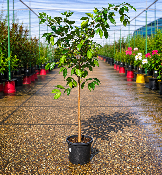 Maniltoa lenticellata New Guinea Beech tree with broad green leaves, shown in a natural outdoor setting.