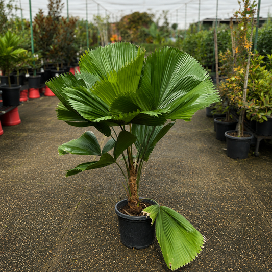 Close-up of Licuala grandis (Ruffled Fan Palm) leaf showing its distinctive ruffled, circular fan shape and vibrant green color.