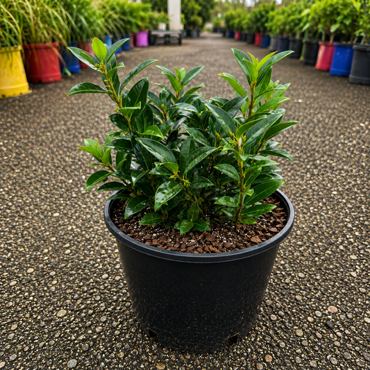 Sarcococca ‘Winter Gem’ (Sweet Box)